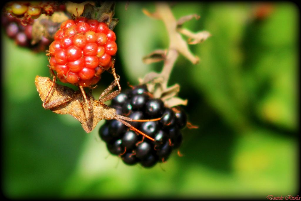 Coreidae: Coreus marginatus (ninfa) del Molise (IS)